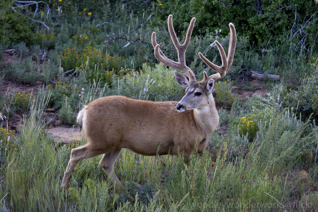 ten point mule deer buck woodleywonderworks flickr need fortnite v bucks - v buck free no verification
