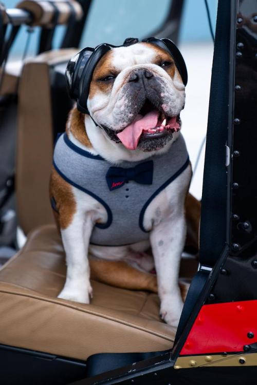 doggos-with-jobs:Mr.Bentley | The Co-Pilot