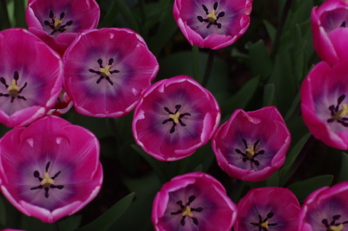 Tulips of Floralia Brussels