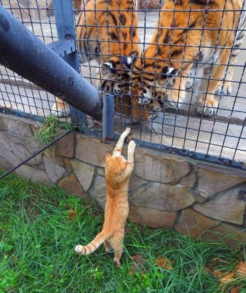 cutelittleanimalsthings:How daring