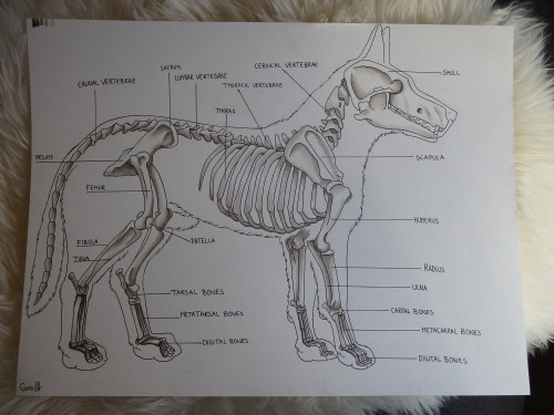 guroillustration