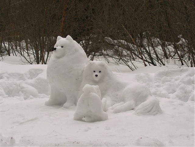 Life of samoyeds — Snowy samoyeds. When you want much more dogs)