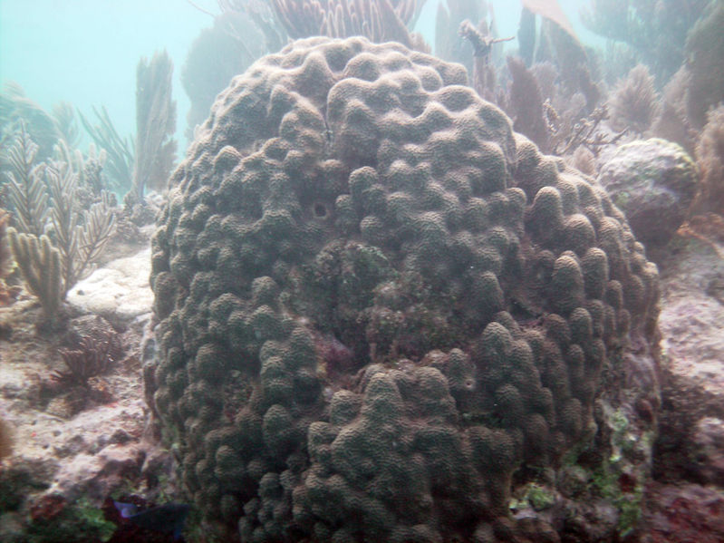 Let's do Some Zoology! Boulder Star Coral (Montastrea annularis) …a...