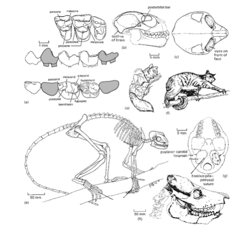 None of Your Neurones Know Who You Are... • A new oldest fossil primate ...