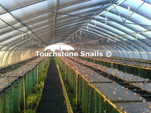 Snail Farming Business Plan Free
