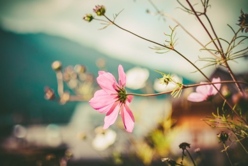 atraversso:Flowers always make people better, happier, and...