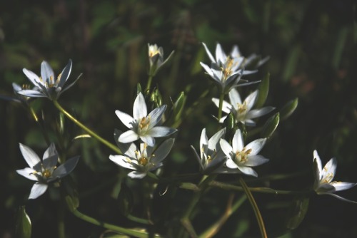 Star of Bethlehem