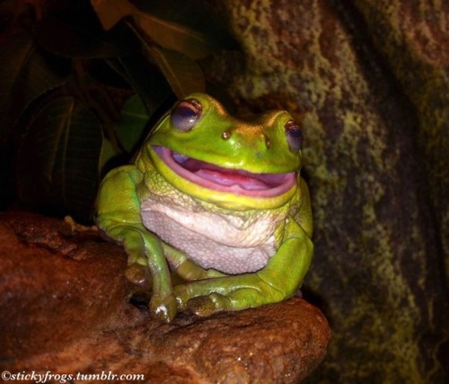 Today’s Best-At-Laughing Frog is Gumby! | Sticky Frogs