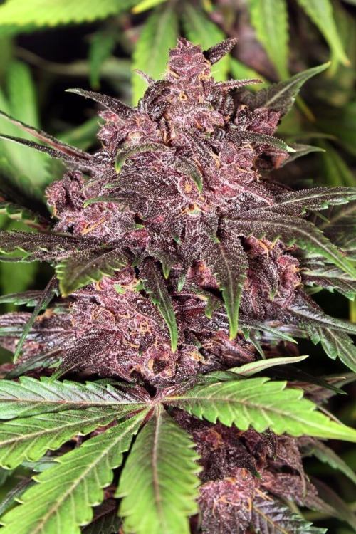 myweedseason:Black Haze