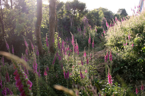 ruby-pink:[Foxglove pathway]