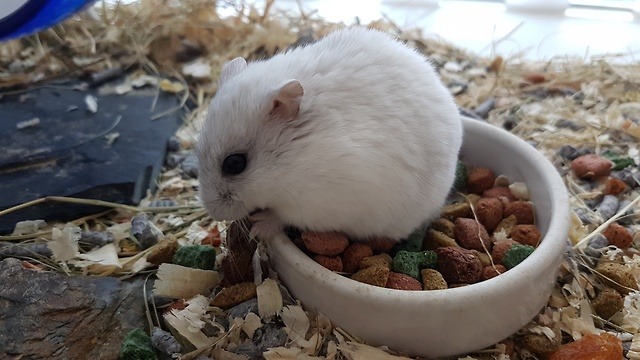 Johntaro's hamsters — Cotton eating a dried grashopper ...