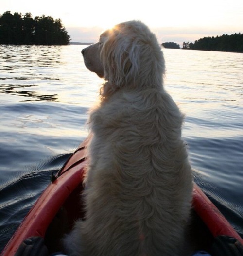 Maine golden retriever boat kayak dog summer New England Interiors Design