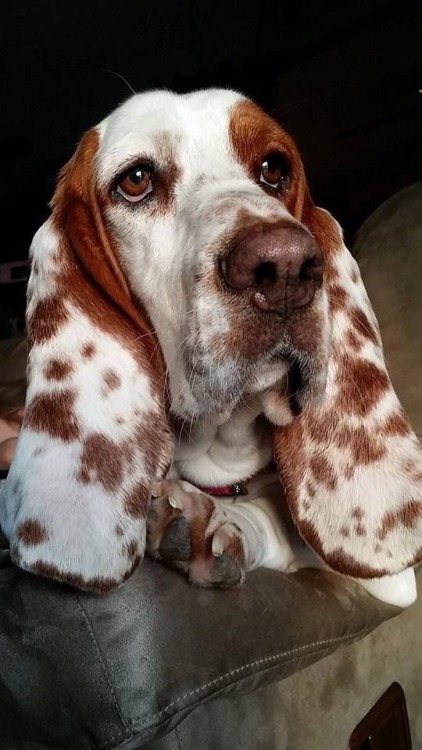 basset hound dog