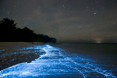 love:Sea of Stars, Vaadhoo Island, Maldives by Doug Perrine