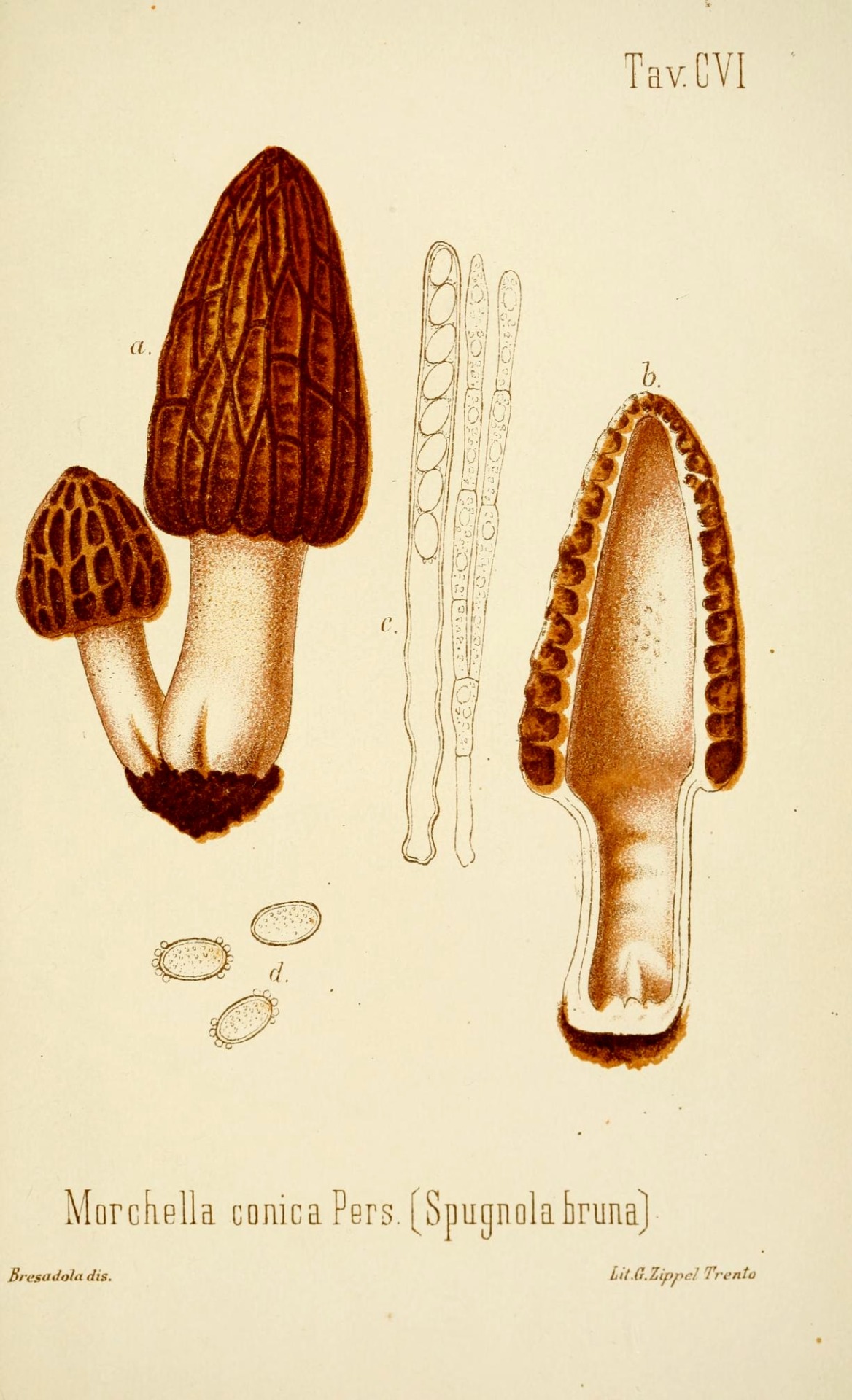 Scientific Illustration Wapiti The Edible Mushrooms And Poisonous