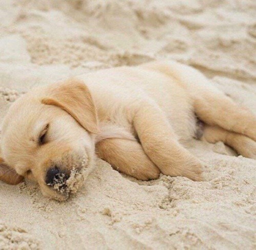 babydogdoo:my puppy loves the beach