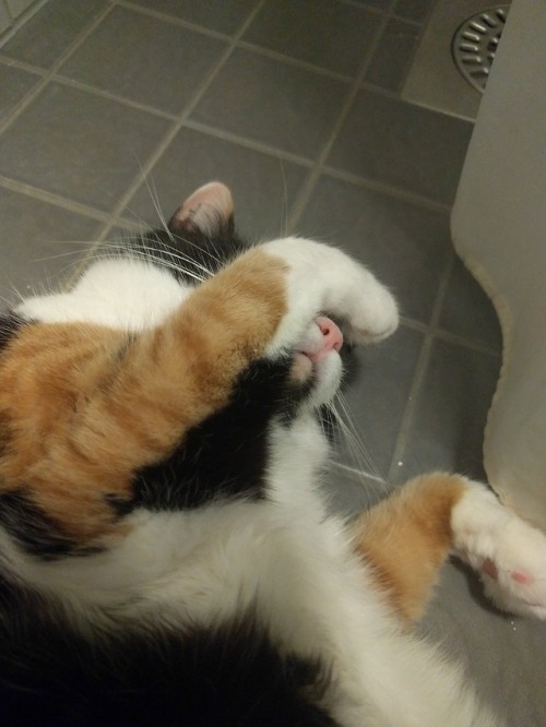 cat catblr kitty tricolor pet