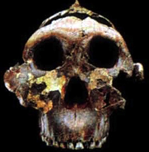 hourgold:Australopithecus (Paranthropus) boisei