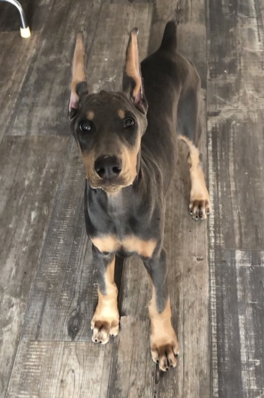 45+ Rottweiler Doberman Clipped Ears