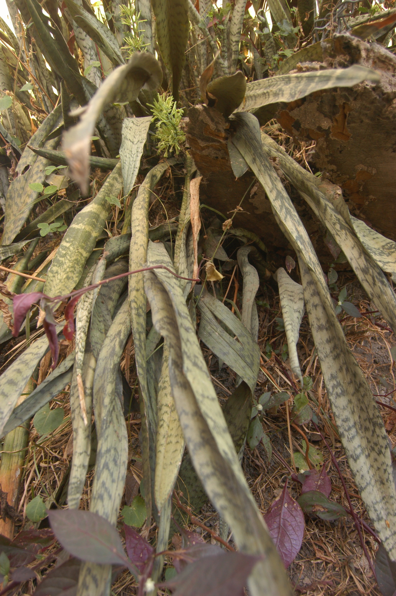 the-gadget-project-snake-plant-scientific-name-sansevieria