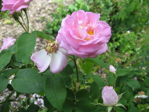 lantiquerose:Pink roses xx