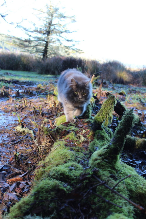 hiking kitty