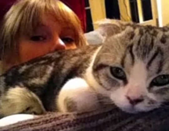 Taylor Swift Adopted A Third Cat In The Most Taylor Swift