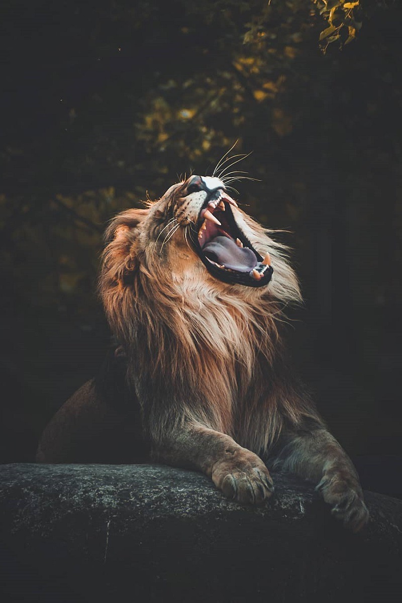 Lion Roaring..