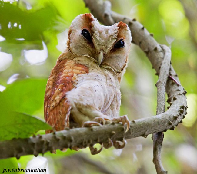 Don't Get Bit — The oriental bay owl (Phodilus badius) is a type...
