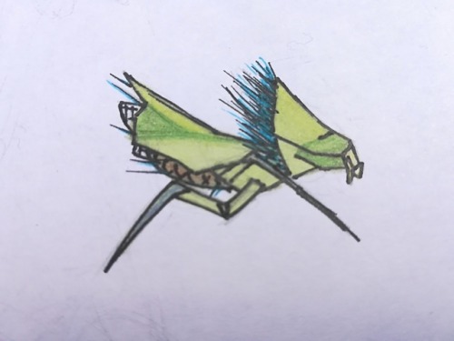 lamalizard:It’s just a little antlion. I drew it from memory,...