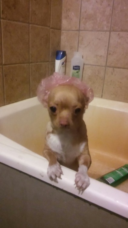 greenapplekoolaid:Bath time for this cutie.