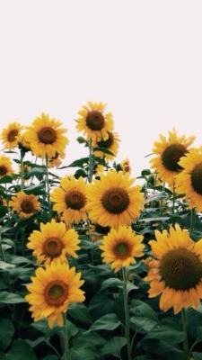 Cute Aesthetic Wallpapers Sunflower Wallpapershit