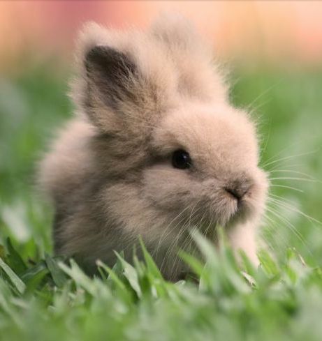 cute rabbit on Tumblr