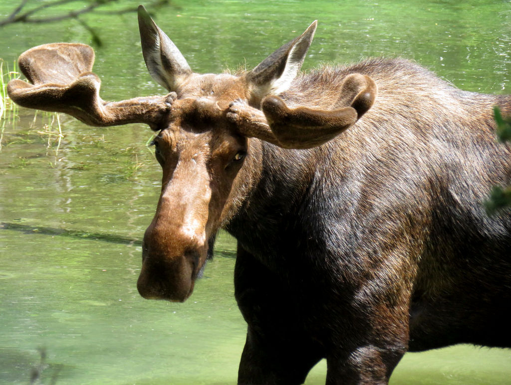 bull moose sounds ringtones
