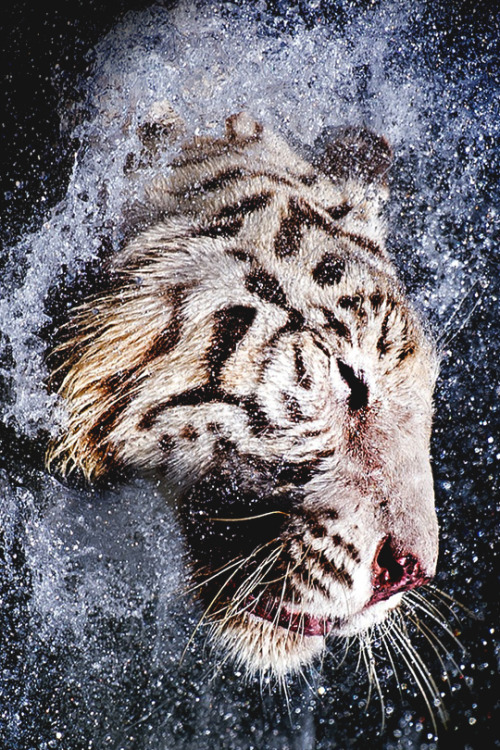 italian-luxury:White Tiger Cleansing by Max Rinaldi 