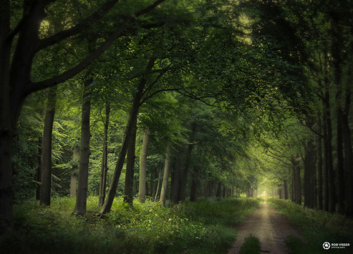 silvaris:The Battle of Light by Rob Visser