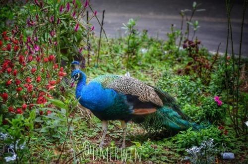 #audubonzoo #peacock #igneworleans #followyournola #iheartnola...