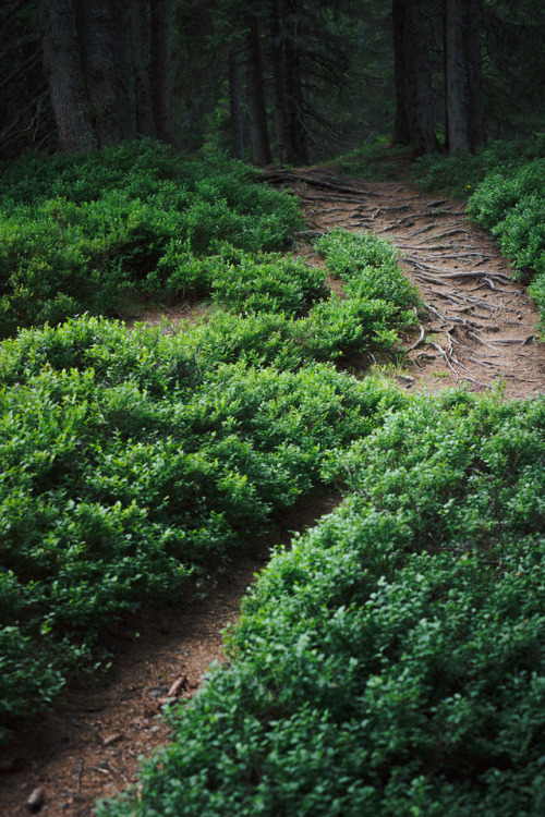 wanderthewood:Leogang, Salzburg, Austria by philipp