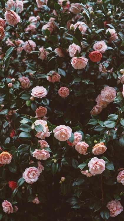 ounly:weheartit