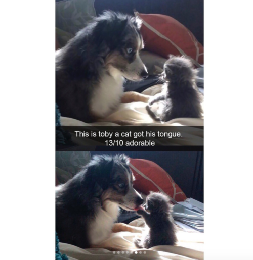 babyanimalgifs:These cute dog snapchats will make your day