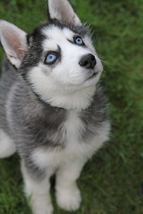 aww-so-pretty:Husky lover