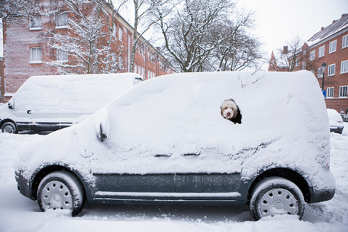 bobbycaputo:15 Irresistible Photos of Dogs in Cars