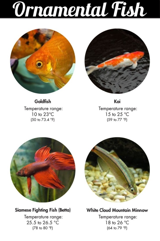 What type of fish is best for aquaponics Aquaponics Market to be worth USD 64.03 billion by 2028 with CAGR of 12.9% during 2022 to 2028 – Global Analysis by Data Bridge Market Research