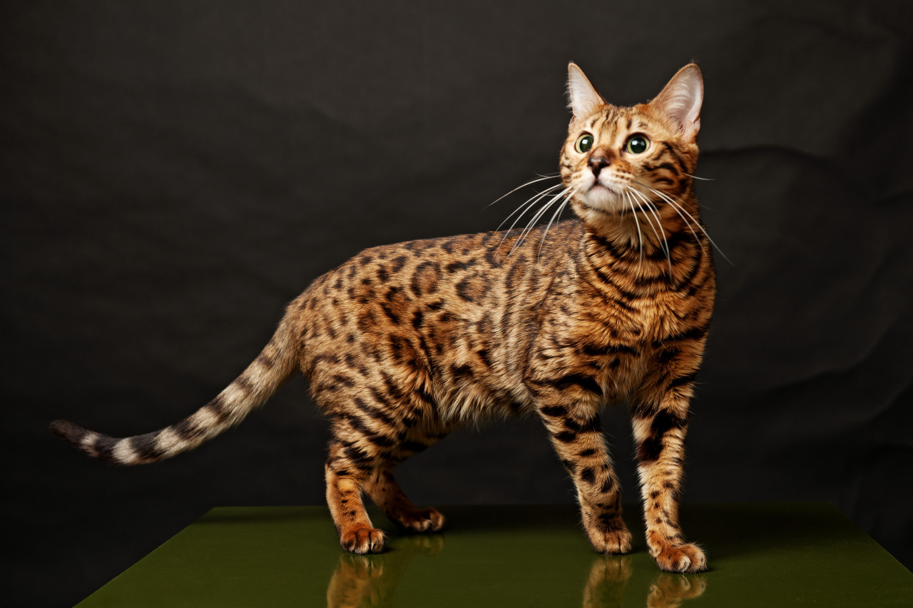 Astrology — Signs as cat breeds