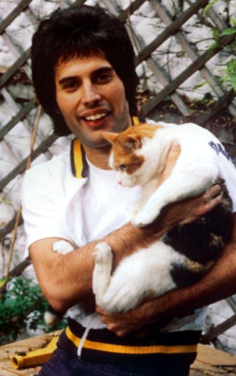 foxy-mulder:Freddie Mercury (Farrokh Bulsara) + cats...