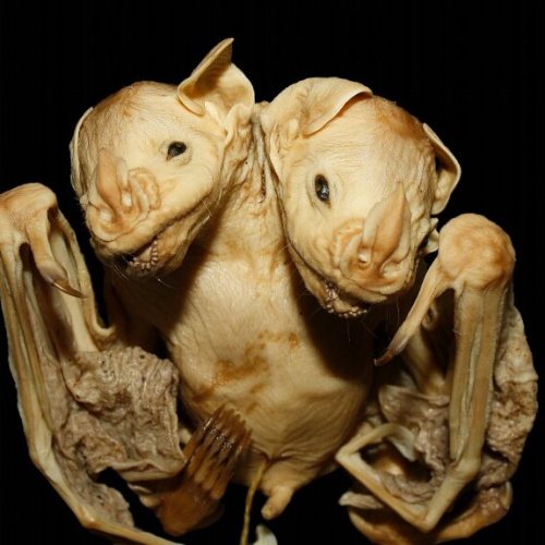 buy-skulls:You know how much I love interesting pathologies… so...