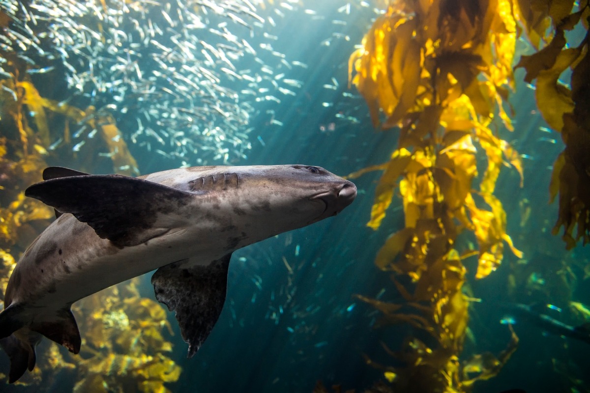 monterey bay aquarium welcome