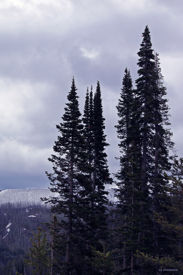 Riverwind Photography — Land Of Pointed Firs Sylvan Pass Yellowstone