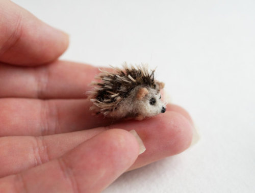 Baby Too Cute Hedgehog Cute Porcupine Britney Steadman