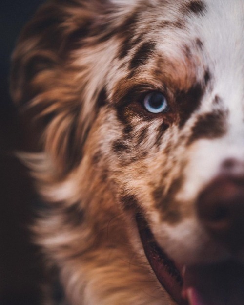 dopedistribute:Australian Shepherd | @MavtheAussie